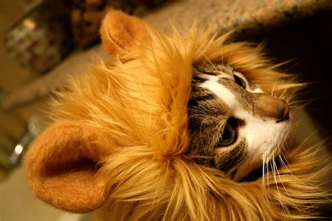 Lion's Mane Cat Hat - The Green Head