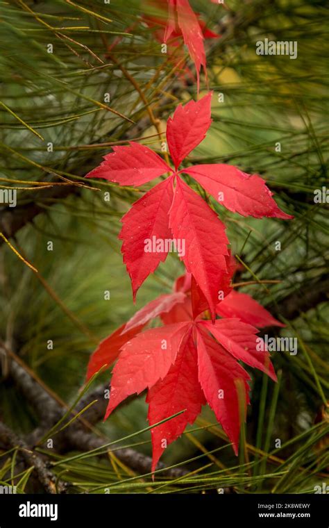 Woodbine vine hi-res stock photography and images - Alamy