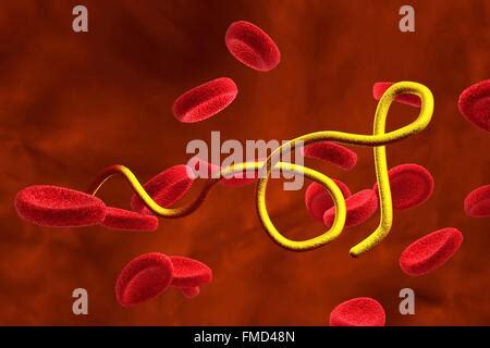 Equipo Ilustraci N De Borrelia Bacterias En La Sangre Borrelia Provoca