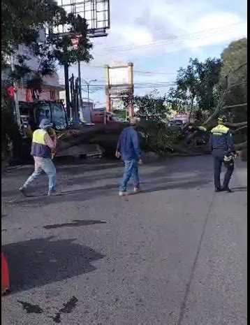 Nuestro Diario On Twitter Precauci N Un Rbol Cay Sobre El