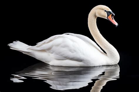 Premium Photo A White Swan Swimming In Water