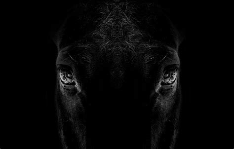 Wallpaper animal, horse, silhouette images for desktop, section животные - download