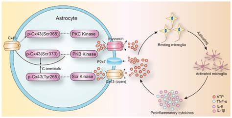 Proposed Role Of Cx Pathway And Atp In Inflammatory Activation Of