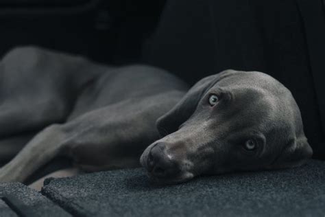 Todo Sobre El Weimaraner O Braco De Weimar Or Genes Comportamiento