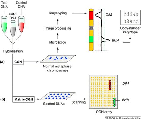 Modern Molecular Cytogenetic Techniques In Genetic Diagnostics Trends