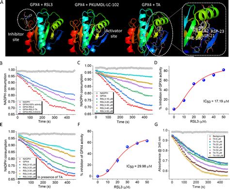 Enzymatic Activity Of GPX4 In The Presence Of Small Molecules Binding