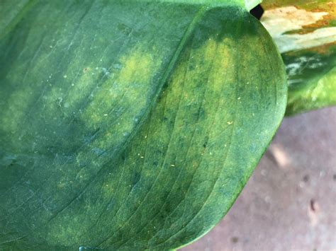 What Are These Wormseggs On My Monstera Variegata All Leaves Are Turning Yellow Plantclinic