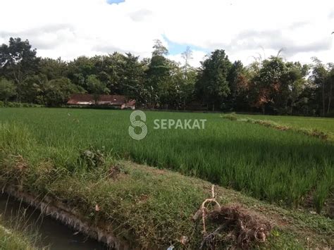 Sawah Dijual Tanah Cari Tanah Murah Di Jawa Timur OLX Co Id