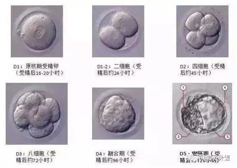 精子和卵子的体外受精之旅：优秀的胚胎都是这么形成的！ 知乎