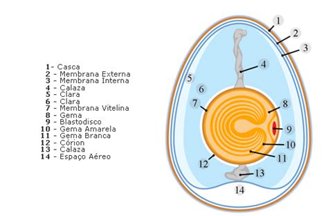 Anatomia E Tipos De Ovos De Galinha ANDREIA TORRES