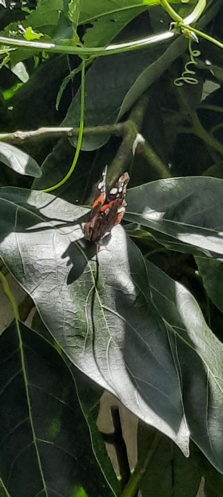 Old World Red Admiral From Santa Joana Portugal On September