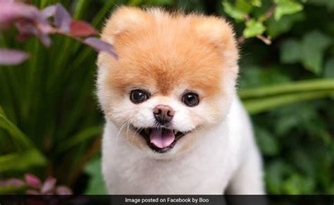 World's Cutest Dog Dies. "Broken Heart" Likely Reason, Say Owners