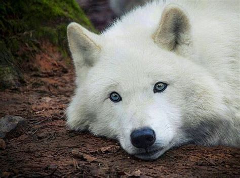 33 Best White Wolves With Bright Blue Eyes Images On Pinterest White