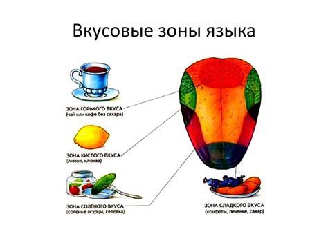 Анатомия и физиология человека Органы чувств. Анализаторы - online ...