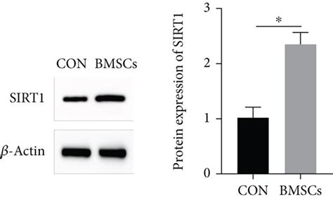 Mir P Was Downregulated During Osteogenic Differentiation A Alp