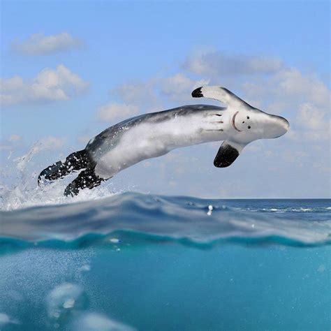 Realistic Dolphin Drawing at PaintingValley.com | Explore collection of ...