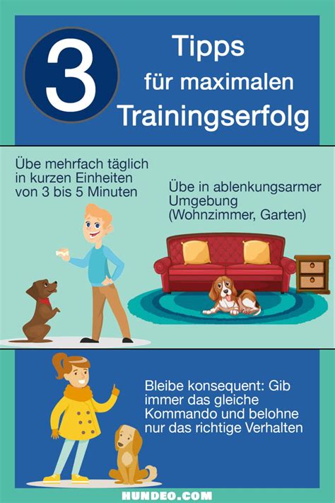 Hund Bleib Beibringen Schritte Anleitung