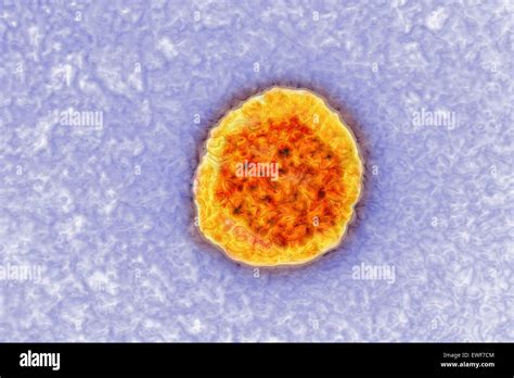 Hepatitis C Virus Stock Photo Alamy