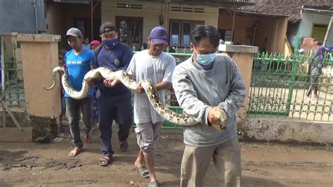 Heboh Ular Sanca 4 Meter Berkeliaran Di Halaman Rumah Warga Jombang