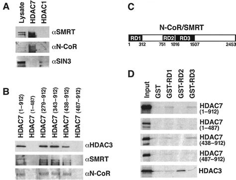 Smrt And N Cor Can Mediate The Interaction Of Hdac And Hdac A