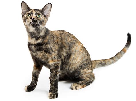 10 Truths About the Tortoiseshell Cat Uncovered | UKPets