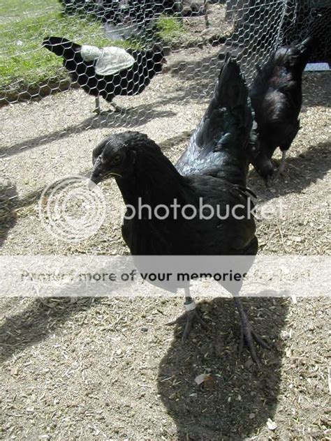 Can Black Sex Link Pullet Be Totally Black Page 3 BackYard Chickens Learn How To Raise