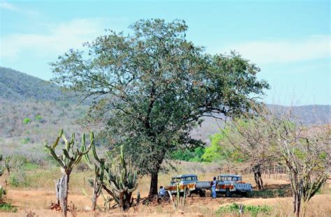 Flora Da Caatinga Caracter Sticas E Lista Esp Cies Do Bioma