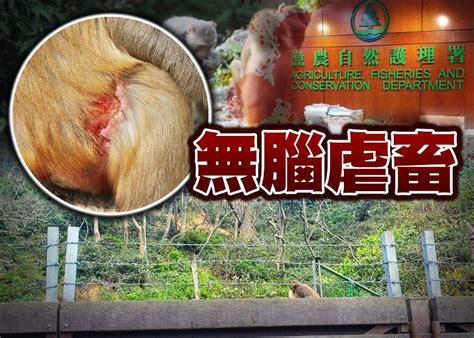 漁護署帶刺圍欄重創猴子傷口達7吋 市民促盡快拆除｜即時新聞｜港澳｜oncc東網