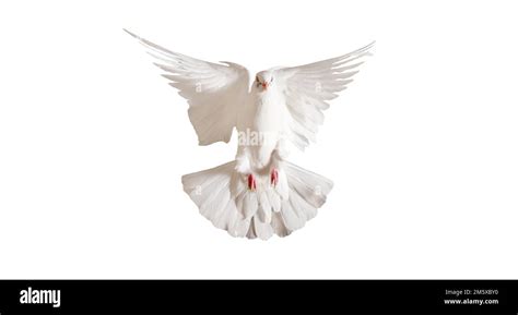 white dove flying isolated on white Stock Photo - Alamy