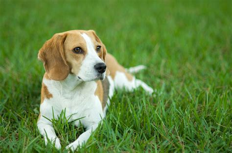 Cute Medium Sized Dogs That Dont Shed