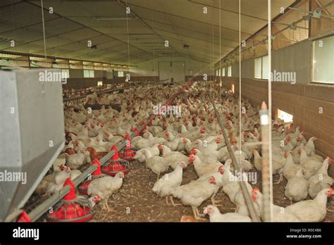 Intensive Poultry Hi Res Stock Photography And Images Alamy