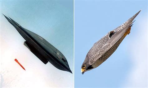 Peregrine falcon looks just like a B-2 bomber as it dives towards the ...