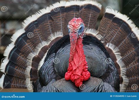 Bronze turkey in the farm stock image. Image of holidays - 113534593