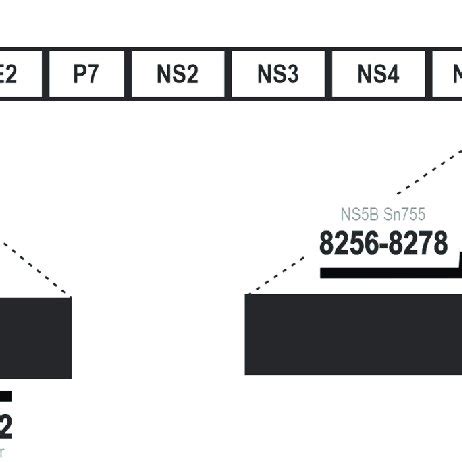 Schematic Representation Of The HCV Genome Its Polyprotein And The