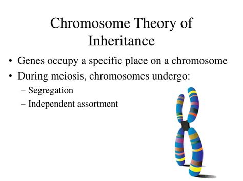 Ppt Chromosome Theory Of Inheritance Powerpoint Presentation Free