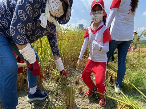 羅東鎮立幼兒園食農教育割稻趣 學童家長收穫滿滿 Life生活網