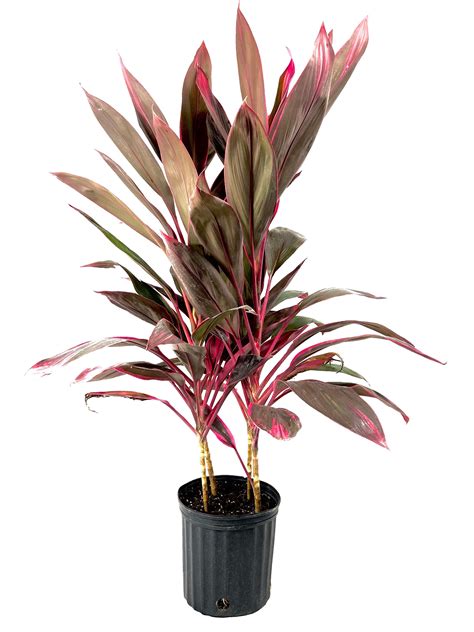 Cordyline Red Sister Hawaiian Ti Plant Live Plant In An 10 Inch Growers