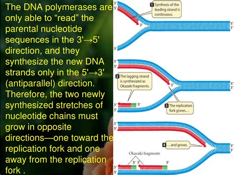 Ppt Dna Replication Powerpoint Presentation Free Download Id 1250636