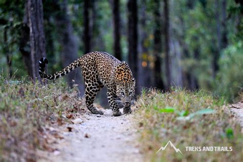 Kanha Tiger Safari Treks And Trails India