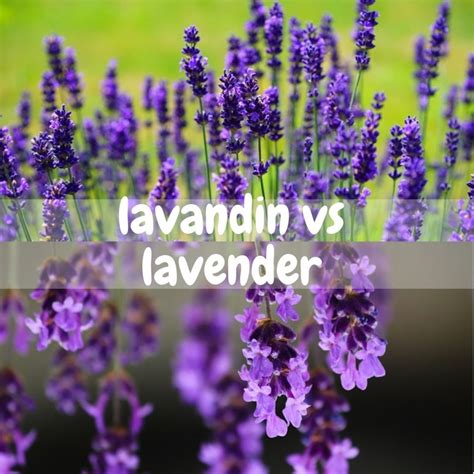 Lavandin Vs Lavender Find Out 10 Differences Simplybeyondherbs