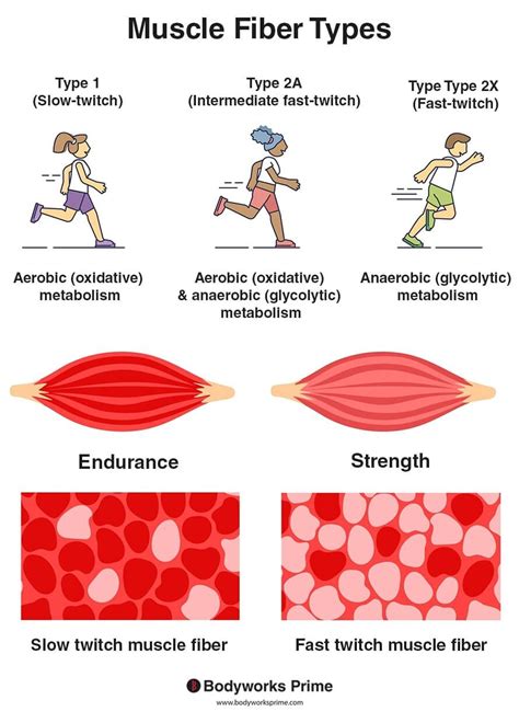 Muscle Fiber Types Explained Bodyworks Prime