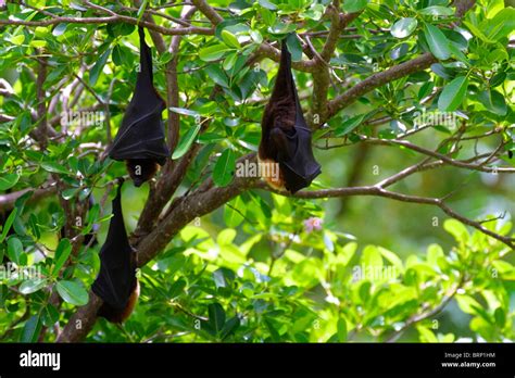 Rodrigues Fruit Bat Pteropus Rodricensis Hanging In A Tree Stock