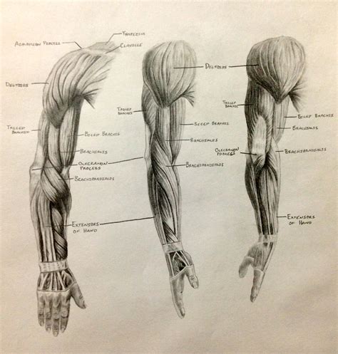 Arm Muscles By Ronbirdart On Deviantart