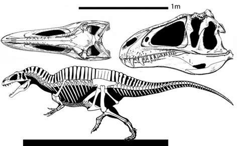 Acrocanthosaurus