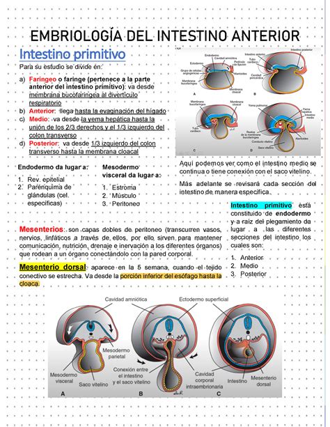 Embriolog A Intestino Anterior Embriolog A Del Intestino Anterior