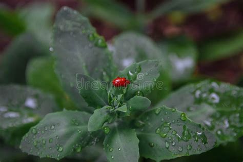 Fire beetle looks stock photo. Image of beautiful, black - 27390596