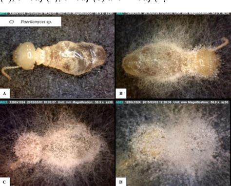 Figure 4 From Virulence Evaluation Of Entomopathogenic Fungi To