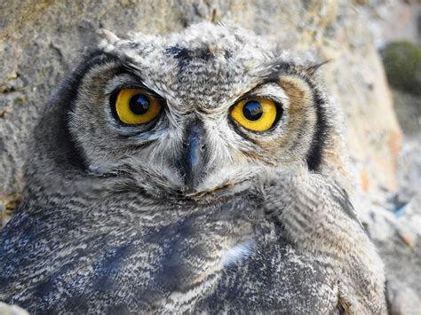 Lesser Horned Owl Bubo Magellanicus Photo Call And Song