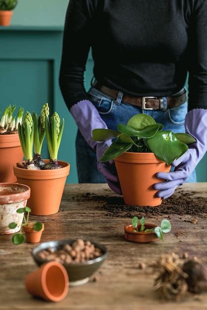 Jardinero de mujer está trasplantando hermosas plantas cactus