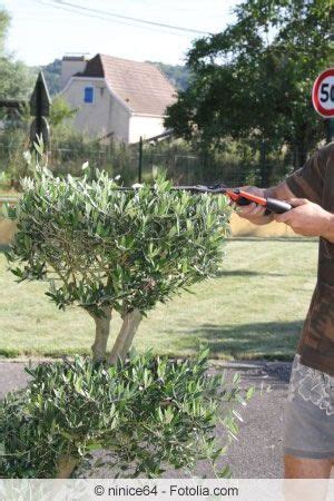 Olivenbaum Richtig Schneiden Anleitung Und Zeitpunkt Plants Garden